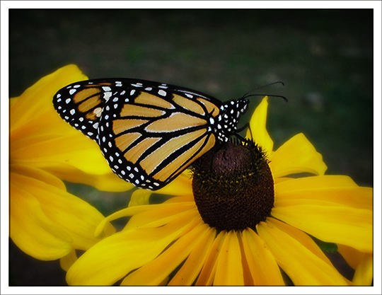 Butterflies of the Adirondack Mountains: Monarch Butterfly (Danaus plexippus) in the Paul Smiths VIC Native Species Butterfly House (1 September 2012)